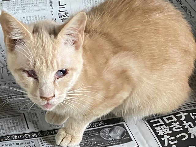 猫ちゃんの里親募集中 三重県津市の動物病院 はぎの動物病院